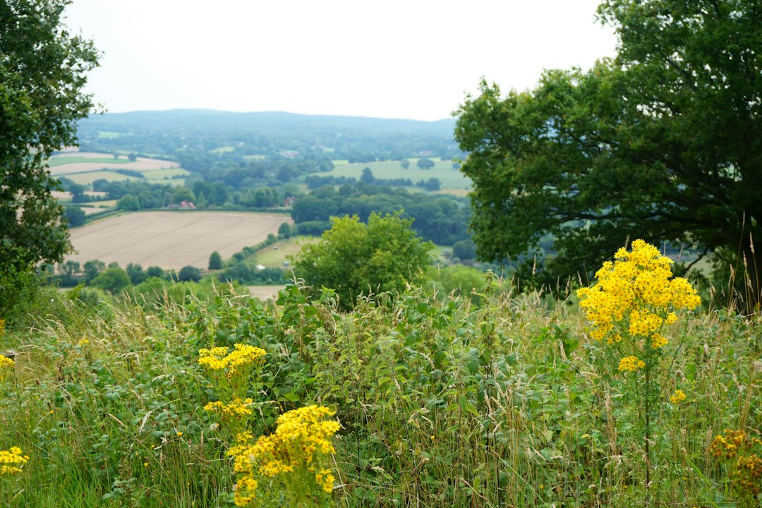 Surrey landscape and local character